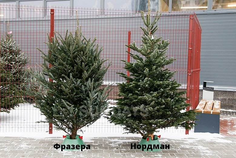 Отличие пихты Фразера от пихты Нордмана. Источник изображения: luchshii-sad.ru. Фото.