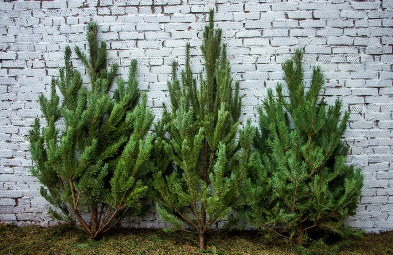 Сосна обыкновенная — самое популярное новогоднее дерево. Источник изображения: yandex.ru. Фото.