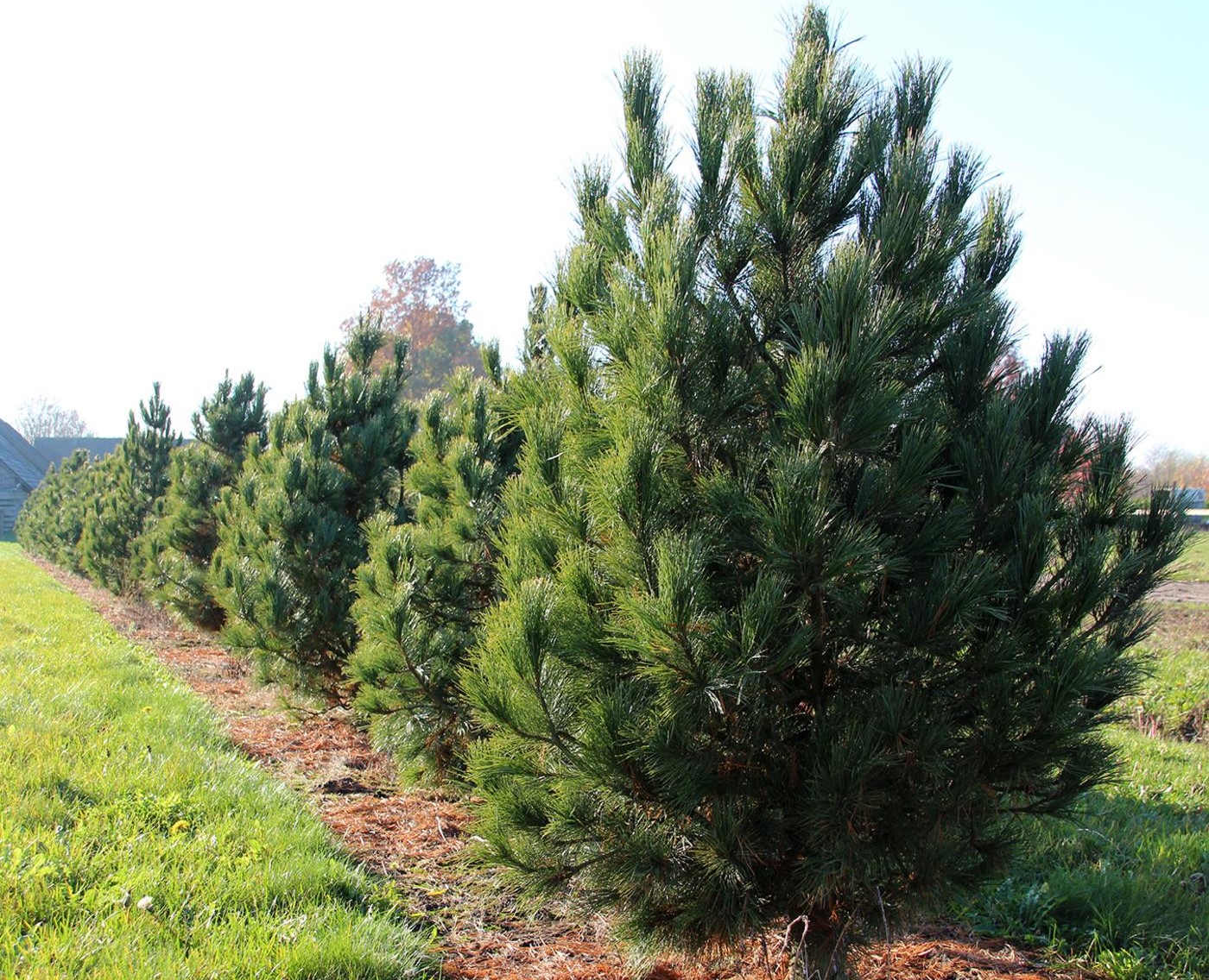 Сосна кедровая европейская. Источник изображения: fluxbb.org.ru. Фото.