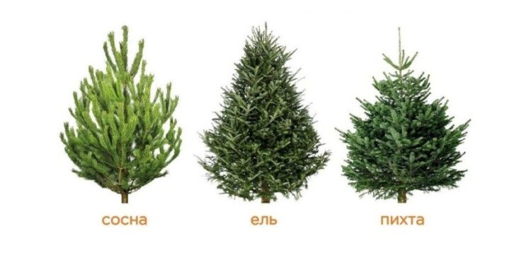 Лучшие новогодние деревья по стойкости, аромату и внешнему виду. Типичные отличия во внешнем виде у сосен, пихт и елей. Источник изображения: news.myseldon.com. Фото.