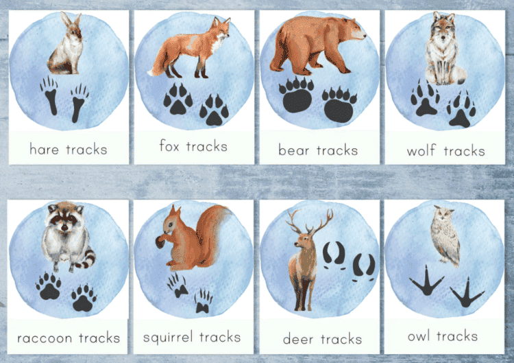 Олень: почему он стал символом зимы и возвращения солнца. По этим следам на снегу вы сможете понять, с кем имеете дело. Источник изображения: au.pinterest.com. Фото.