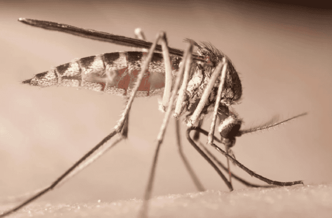 Как хоботок комара и 3D-печать изменят медицину и промышленность будущего. Фото.