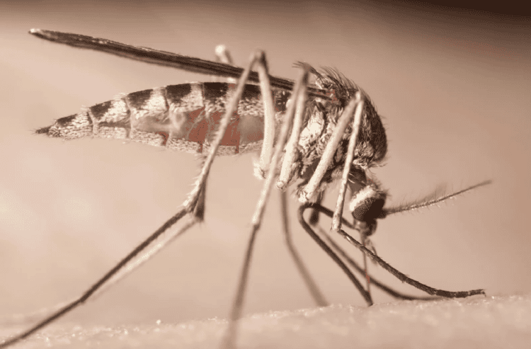 Как хоботок комара и 3D-печать изменят медицину и промышленность будущего. Камар перестает быть просто назойливым жужжащим кровососущим. Изображение: Newatlas. Как хоботок комара и 3D-печать изменят медицину и промышленность будущего. Камар перестает быть просто назойливым жужжащим кровососущим. Изображение: Newatlas. Фото.