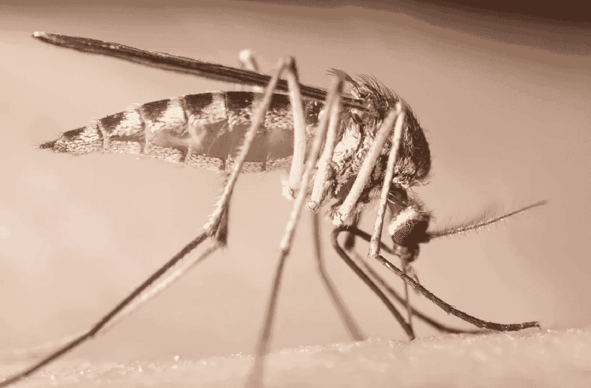 Как хоботок комара и 3D-печать изменят медицину и промышленность будущего