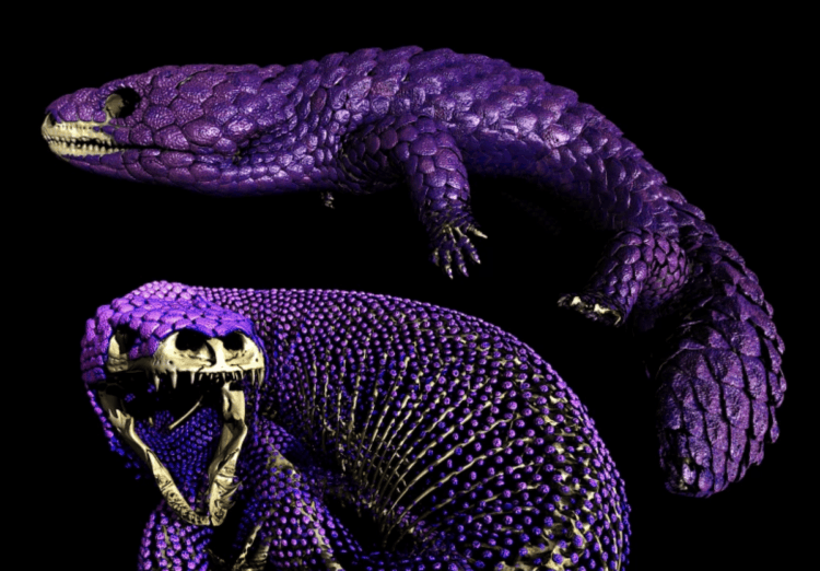 Эти ящерицы меняют фундаментальный закон эволюции. Новые открытия в изучении эволюции ящер меняют представление об изменении видов.. Изображение: theconversation. Фото.