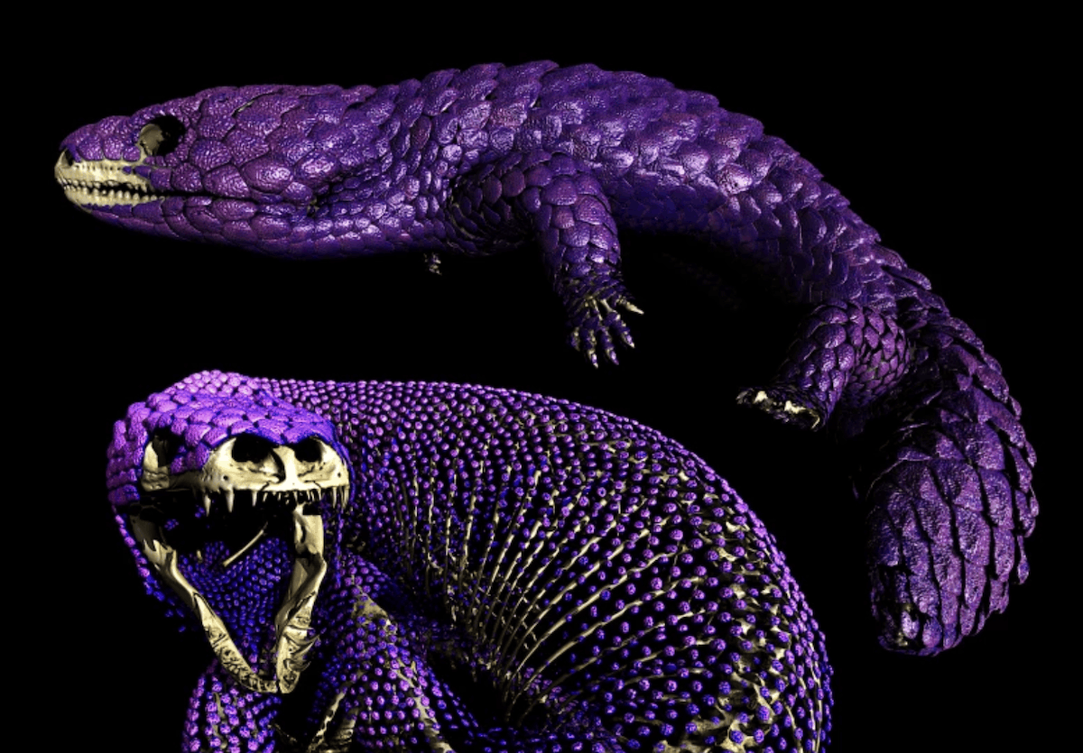 Эти ящерицы меняют фундаментальный закон эволюции