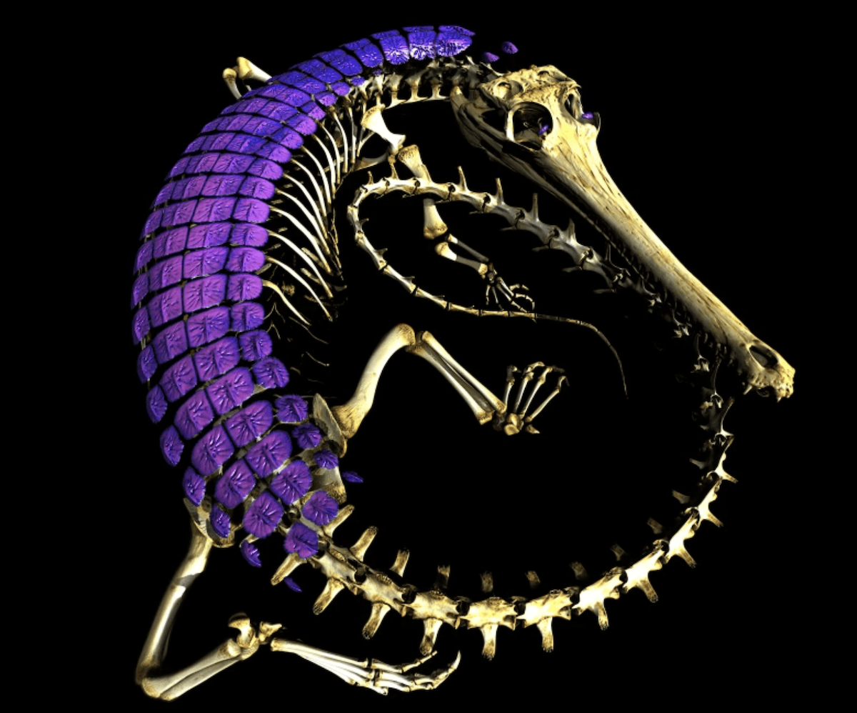 Кажется, что костная броня это что-то очень простое, но это важный шаг эволюции. Изображение: theconversation. Фото.