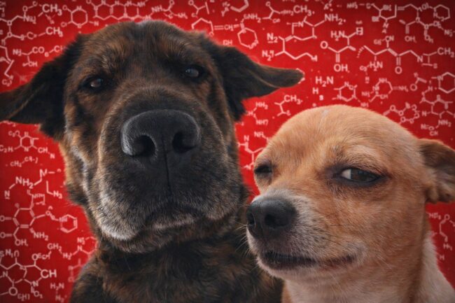 Животные чувствуют ваш страх: научные факты, которые удивляют. Фото.