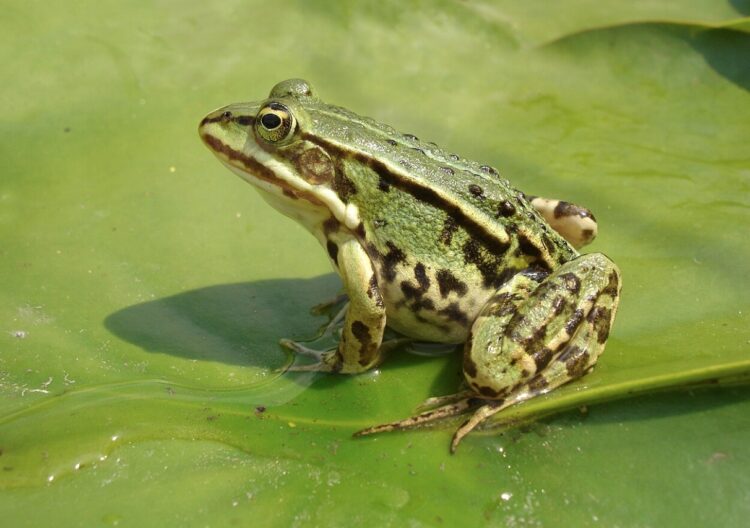 Бывает ли больно лягушкам? Лягушки могут двигаться с раненными частями тела, как ни в чем не бывало. Источник изображения: wikipedia.org. Фото.