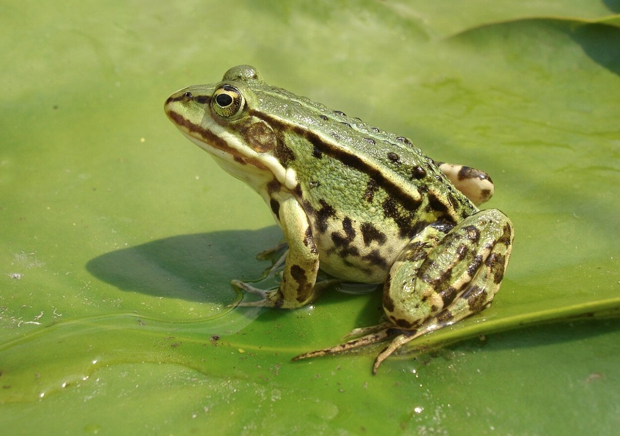 Лягушки могут двигаться с раненными частями тела, как ни в чем не бывало. Источник изображения: wikipedia.org. Фото.