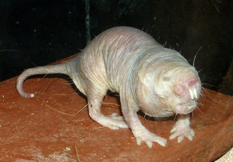 Почему голые землекопы не боятся ожогов? Голые землекопы также известны тем, что долго живут. Источник изображения: wikimedia.org. Фото.