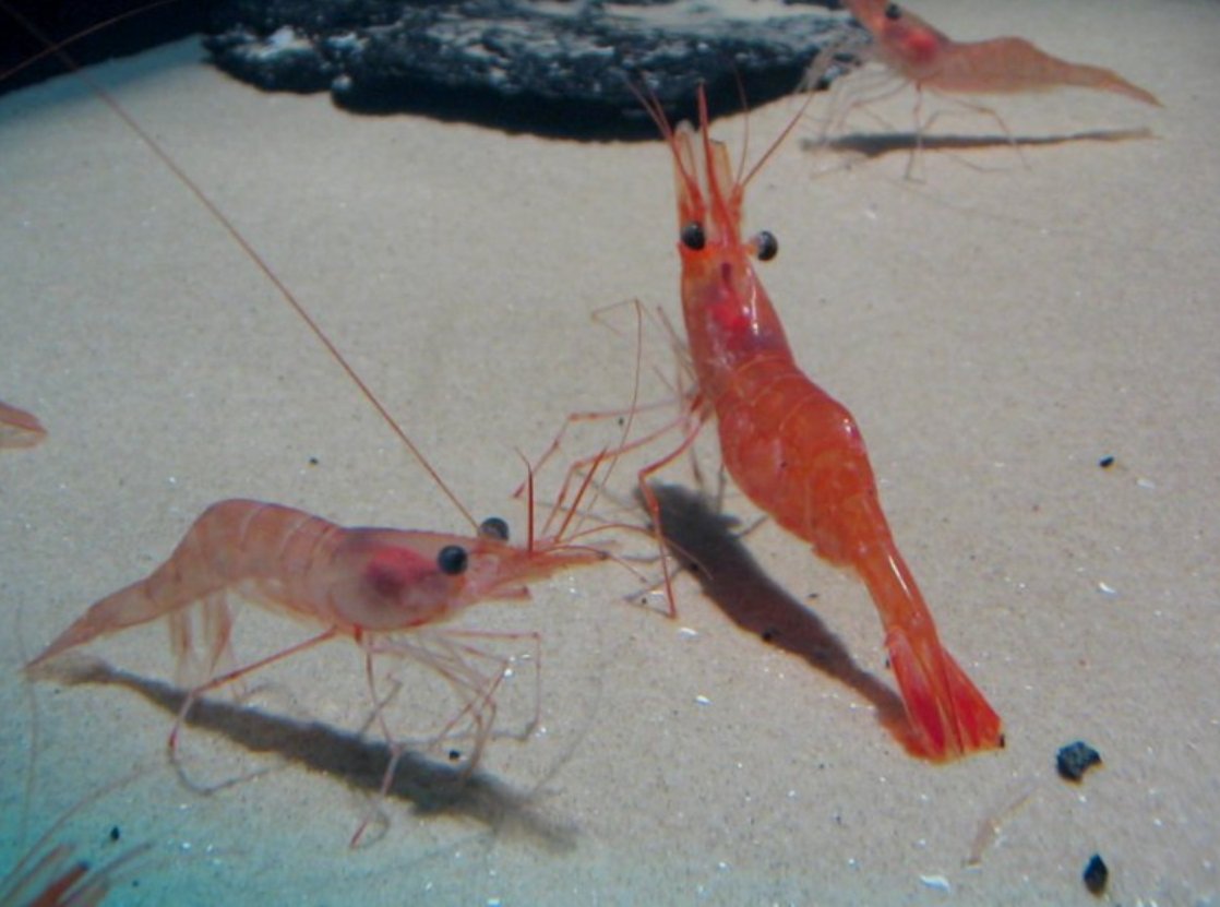 Креветки могут реагировать на раздражители только на уровне рефлексов. Фото.