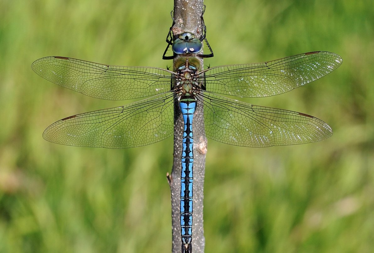Возможно, вместо боли насекомые испытывают только дискомфорт. Источник изображения: wikimedia.org. Фото.