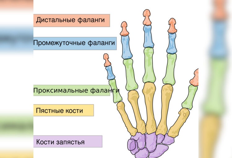 Почему большой палец короче остальных. Кости человеческой руки. Источник изображения: руни.рф. Фото.