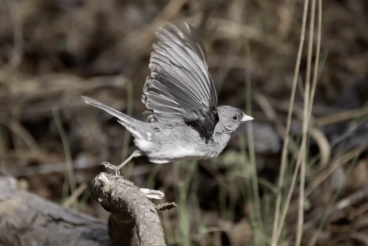 Как пандемия повлияла на животных. Клюв этой маленькой птички поменялся настолько, что до сих пор не вернулся к первоначальному виду. Фото.