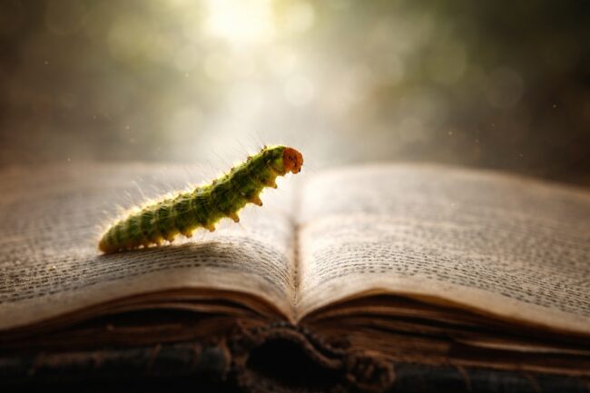 Книжных червей не существует: вот кто на самом деле ест страницы книг. Фото.