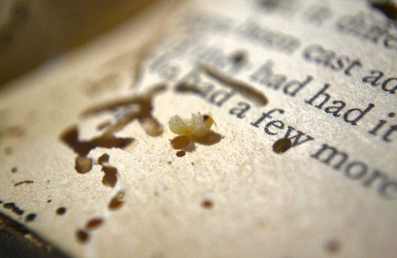 Личинка насекомого внутри книги. Источник изображения: wikimedia.org. Фото.