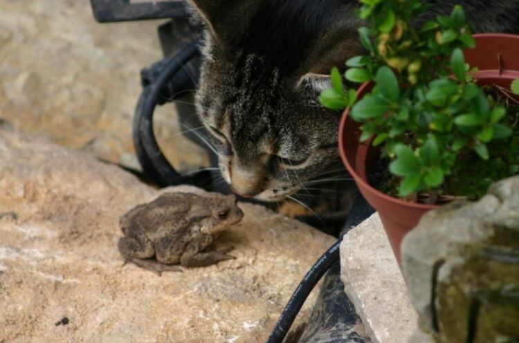 Кошки охотятся на лягушек. В городах кошки чаще ловят птиц, а в сельской местности — грызунов и земноводных. Источник изображения: reddit.com. Фото.