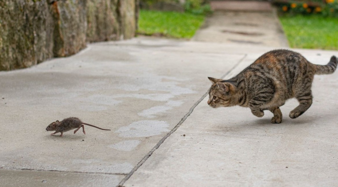 Почему кошки едят почти все подряд. Кошки ориентируются на слух лучше, чем на зрение, когда выслеживают мелкую добычу. Источник изображения: petsradar.com. Фото.