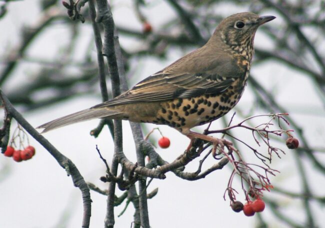 От чего зимой и весной пьянеют птицы, и как они себя ведут. Фото.