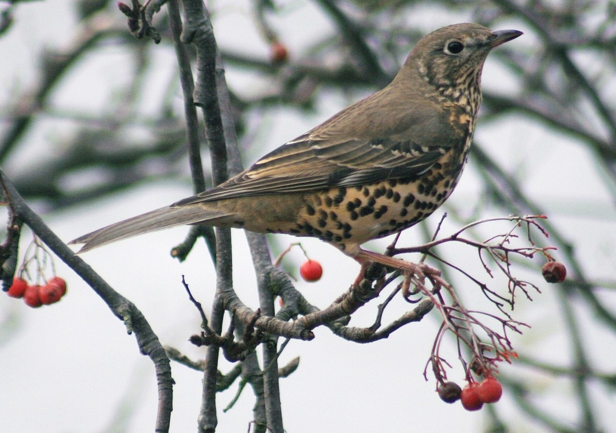 От чего зимой и весной пьянеют птицы, и как они себя ведут