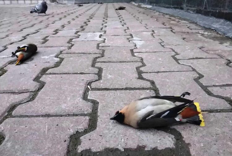 Опасен ли алкоголь для птиц. Иногда пьяные птицы просто лежат как мертвые, а потом просыпаются. Источник изображения: ngs.ru. Фото.