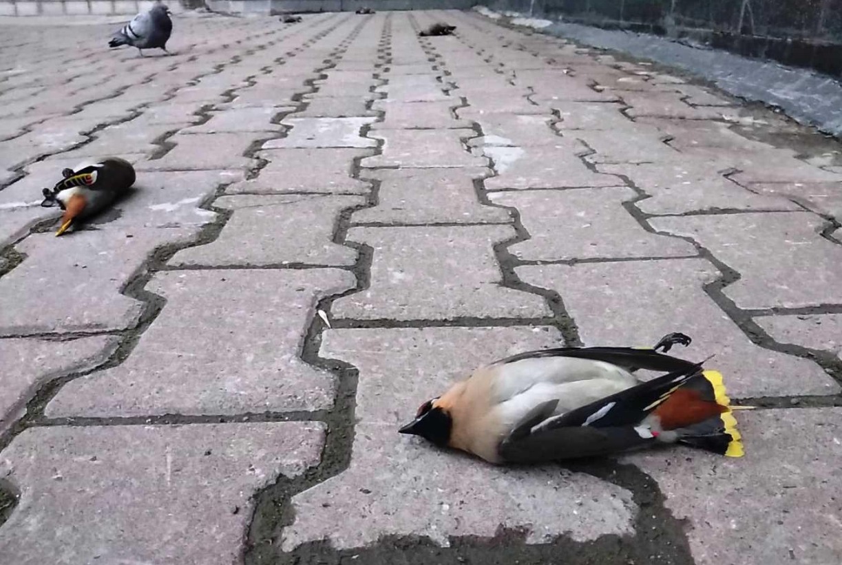 Опасен ли алкоголь для птиц. Иногда пьяные птицы просто лежат как мертвые, а потом просыпаются. Источник изображения: ngs.ru. Фото.