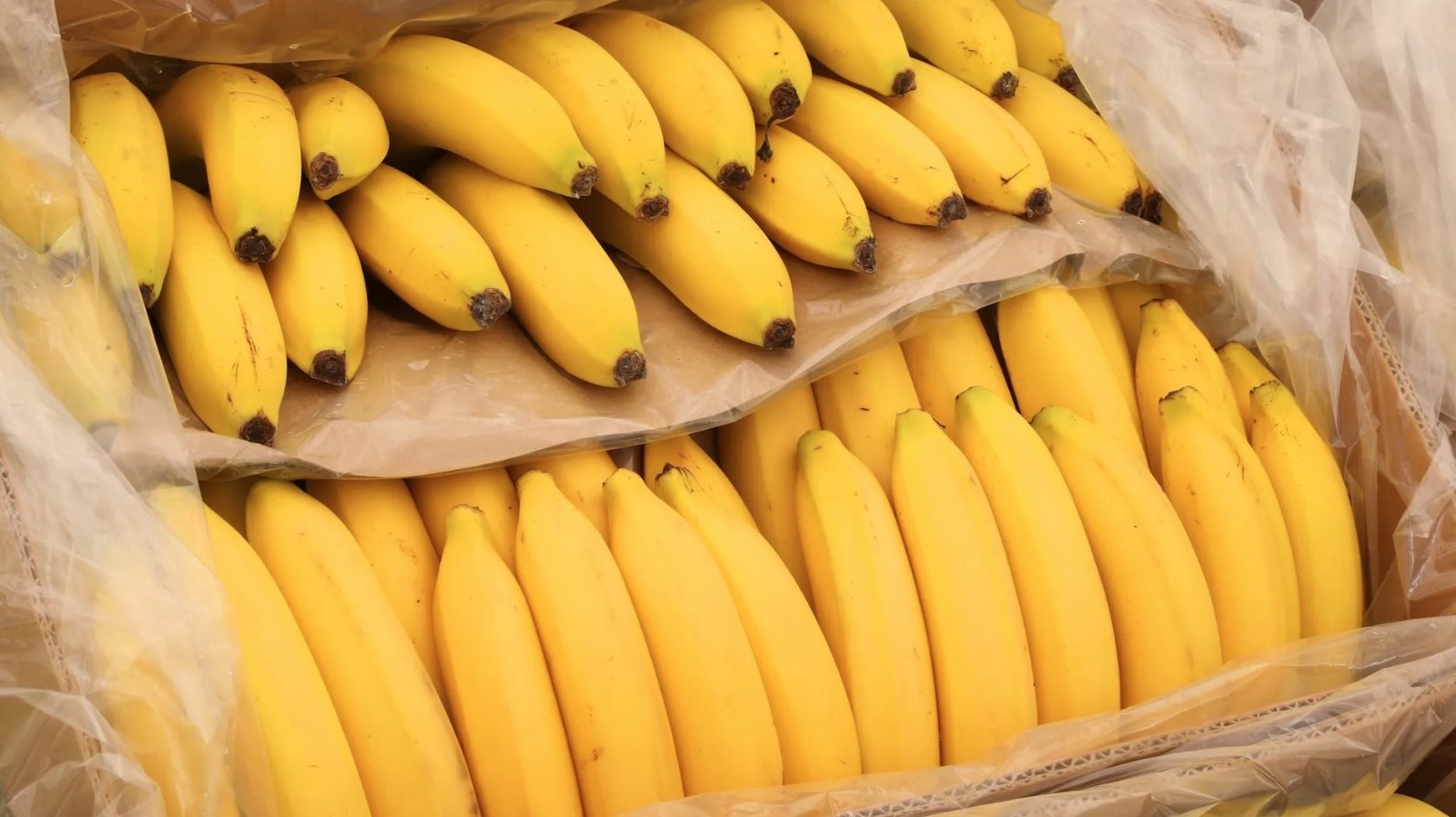Как дозревают бананы перед продажей. Бананы дозревают уже после доставки в нужную страну. Источник изображения: thecooldown.com. Фото.