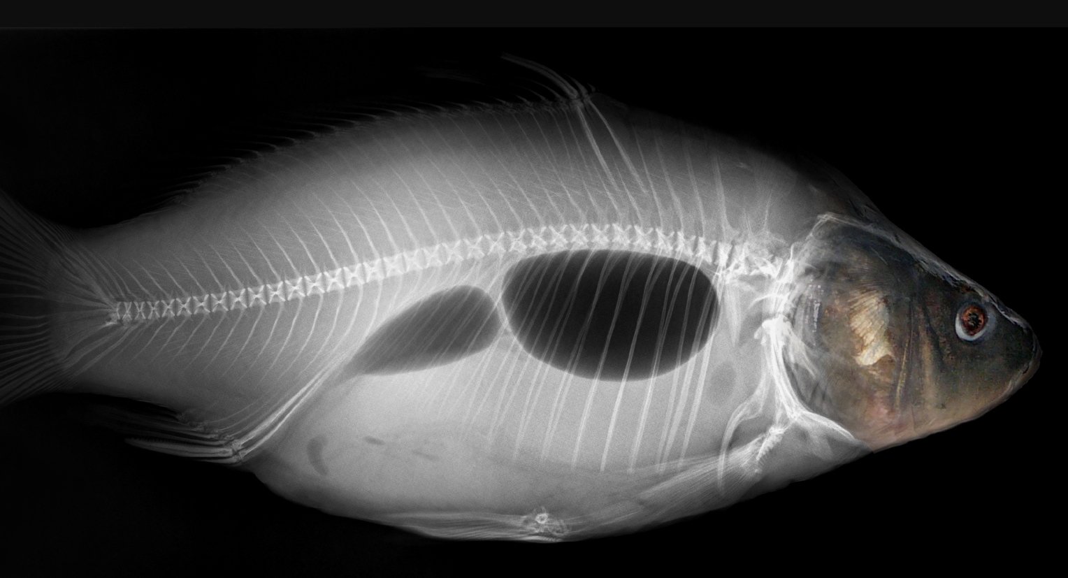 Пустая область посередине — это и есть плавательный пузырь рыбы. Источник изображения: wikimedia.org. Фото.