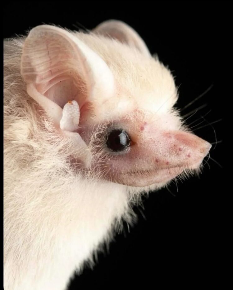 Необычные виды летучих мышей: как выглядят животные, которых мы почти не видим. Белый мешкокрыл. Источник изображения: reddit.com. Фото.