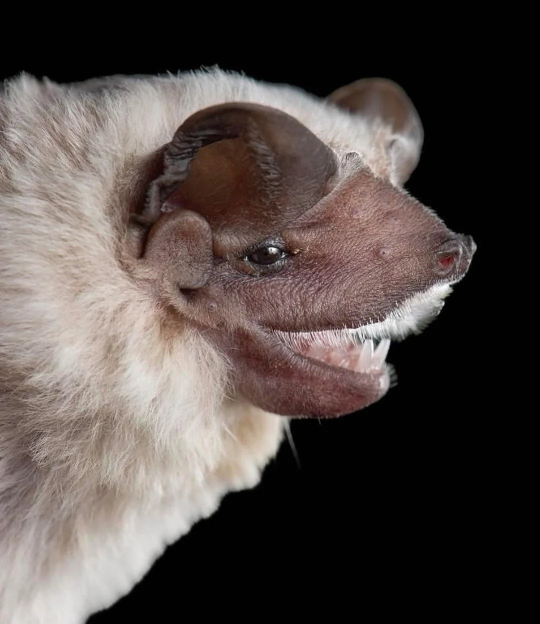 Необычные виды летучих мышей: как выглядят животные, которых мы почти не видим. Усатая бульдоговая летучая мышь. Источник изображения: reddit.com. Фото.