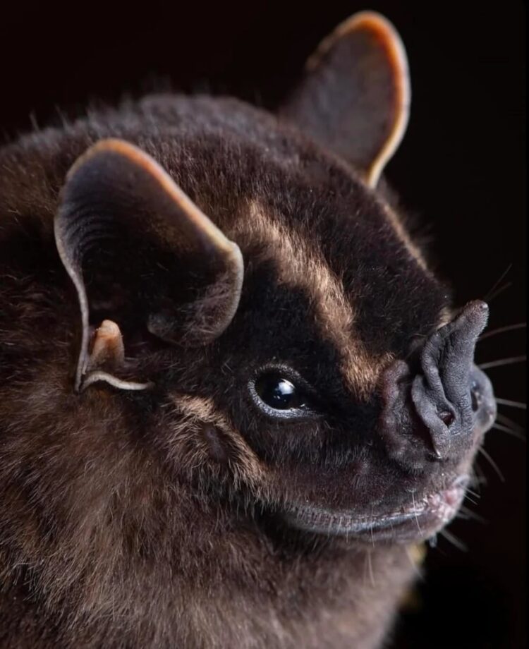 Необычные виды летучих мышей: как выглядят животные, которых мы почти не видим. Обыкновенный двулопастный листонос. Источник изображения: reddit.com. Фото.