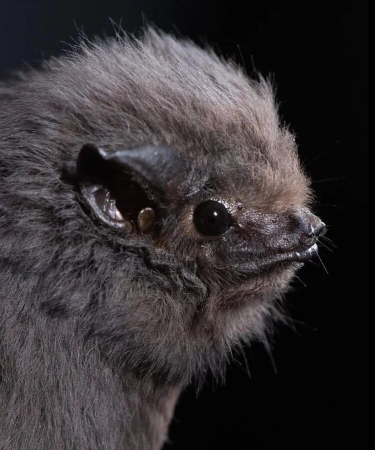 Необычные виды летучих мышей: как выглядят животные, которых мы почти не видим. Серая ночница. Источник изображения: reddit.com. Фото.
