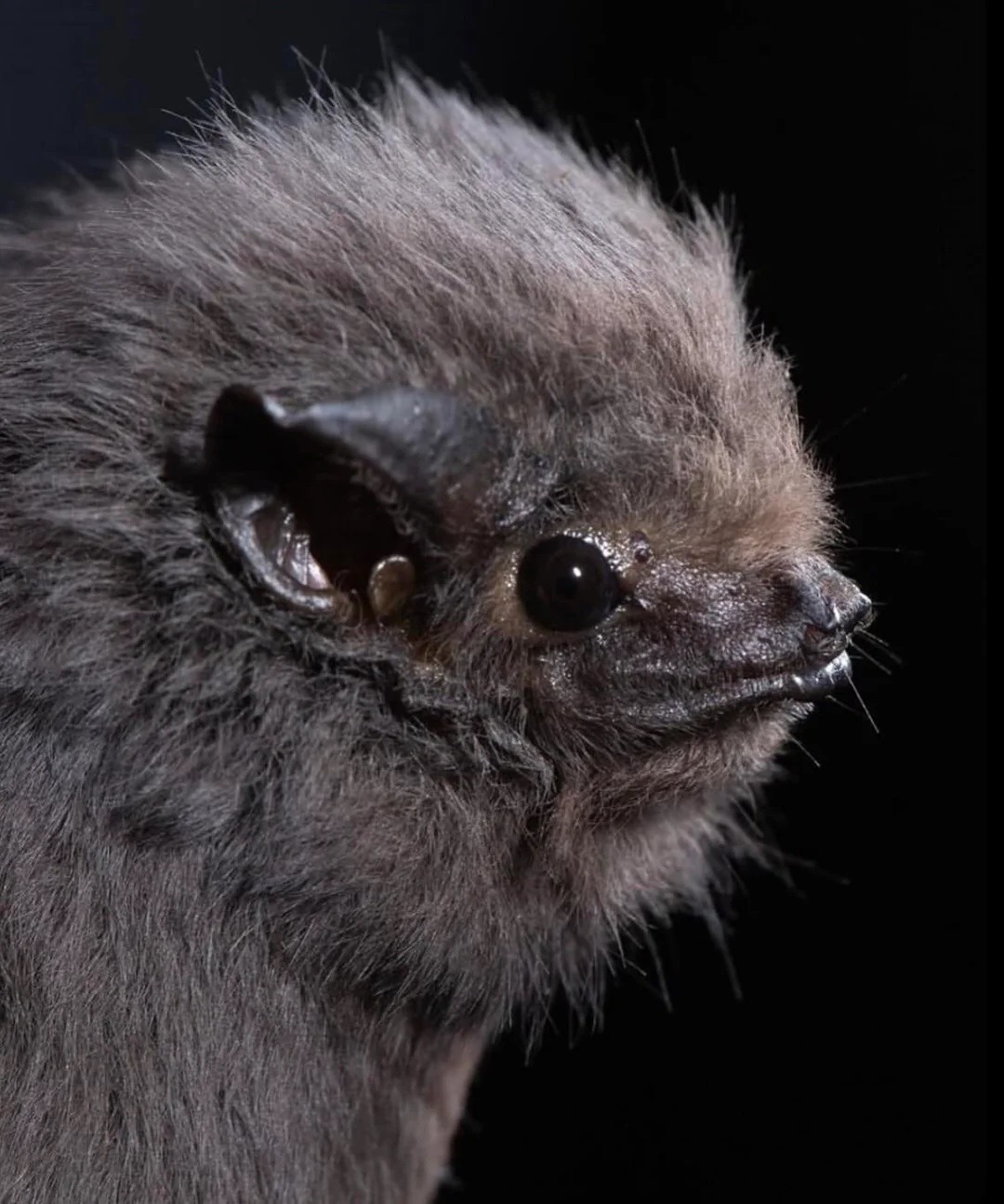 Необычные виды летучих мышей: как выглядят животные, которых мы почти не видим. Серая ночница. Источник изображения: reddit.com. Фото.