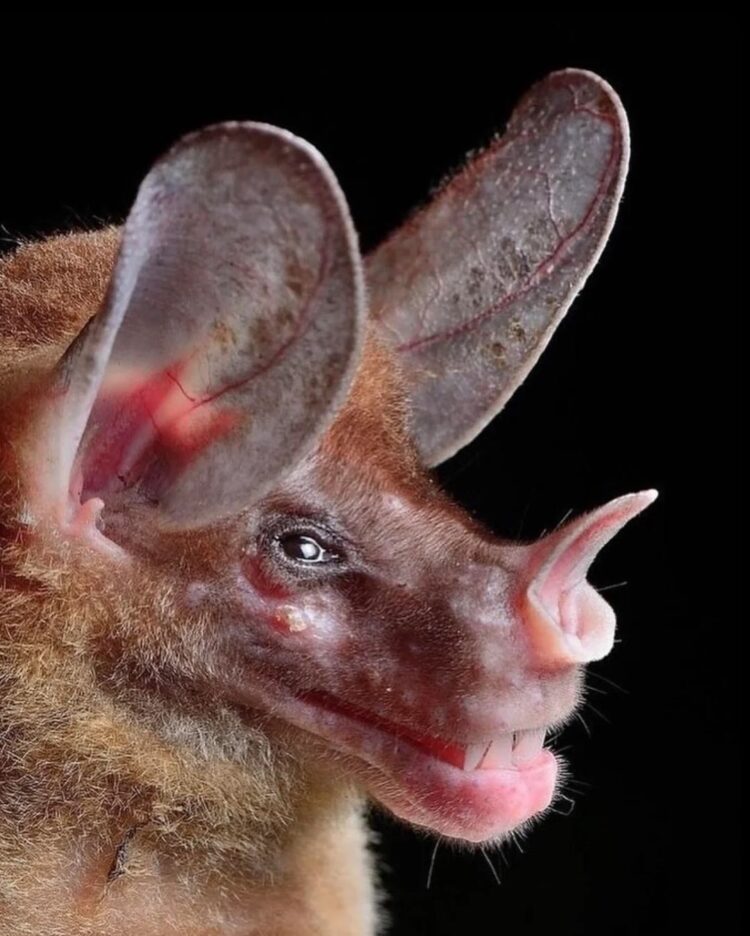 Необычные виды летучих мышей: как выглядят животные, которых мы почти не видим. Белогорлый круглоухий листонос. Источник изображения: reddit.com. Фото.