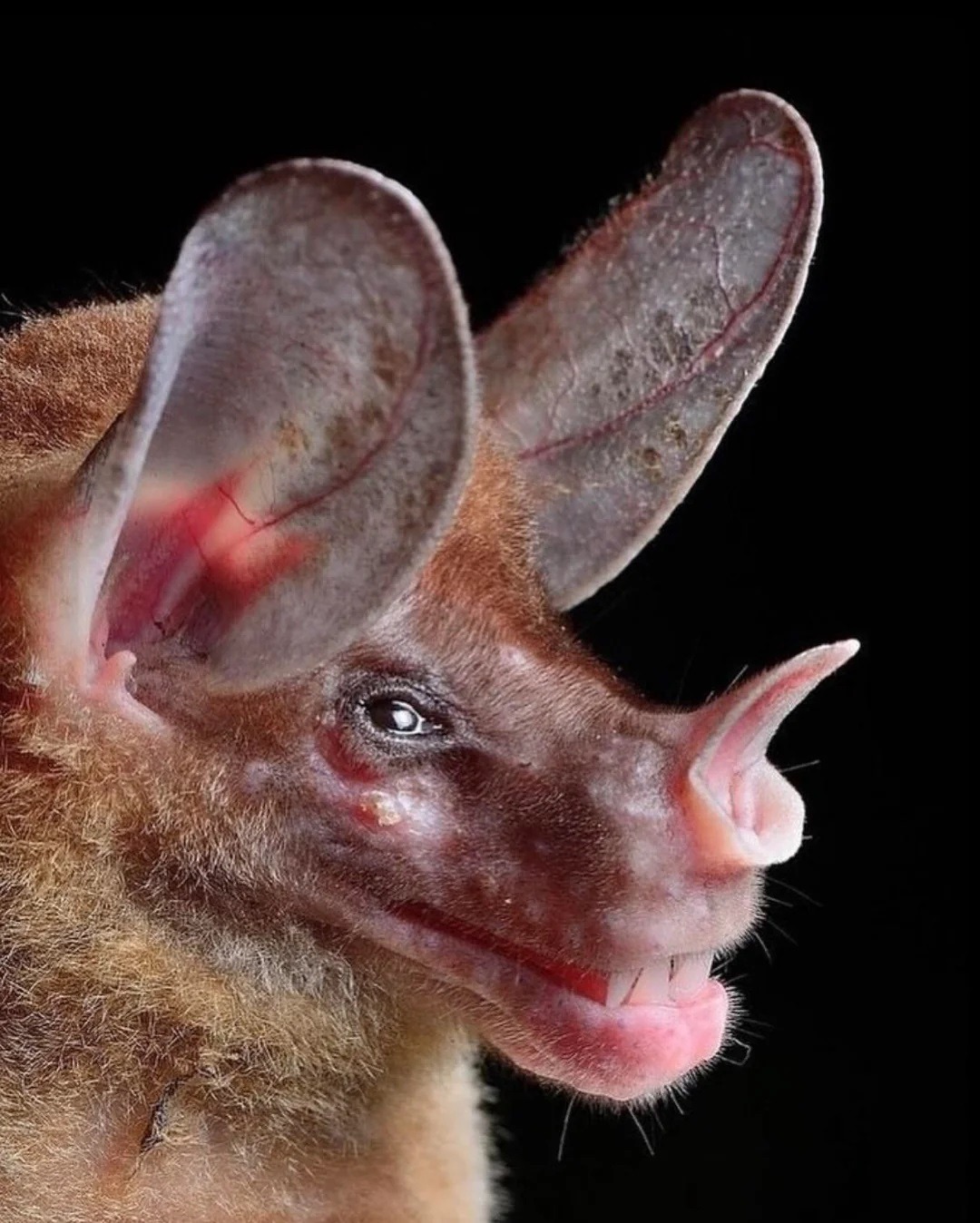 Необычные виды летучих мышей: как выглядят животные, которых мы почти не видим. Белогорлый круглоухий листонос. Источник изображения: reddit.com. Фото.
