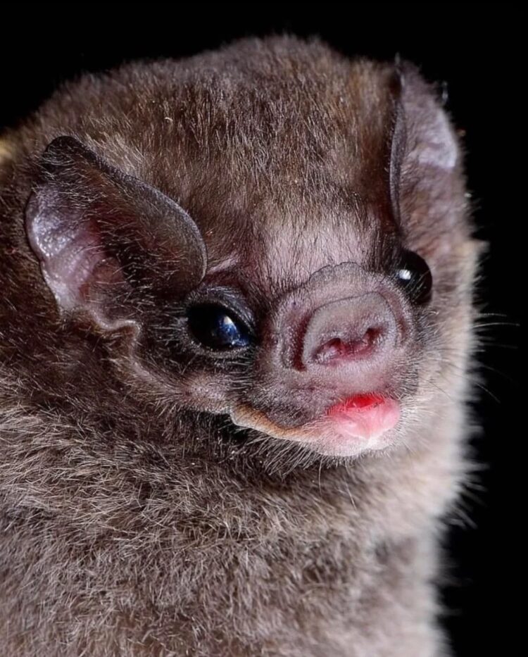 Необычные виды летучих мышей: как выглядят животные, которых мы почти не видим. Коричневый листонос. Источник изображения: reddit.com. Фото.