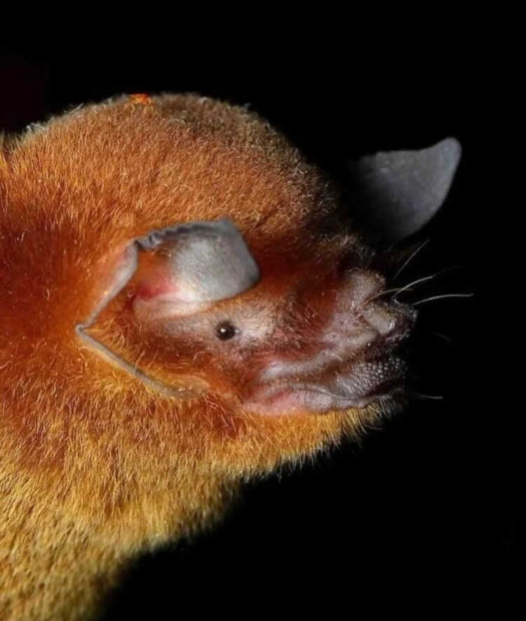 Необычные виды летучих мышей: как выглядят животные, которых мы почти не видим. Центральноамериканский жёлтый гладконос. Источник изображения: reddit.com. Фото.