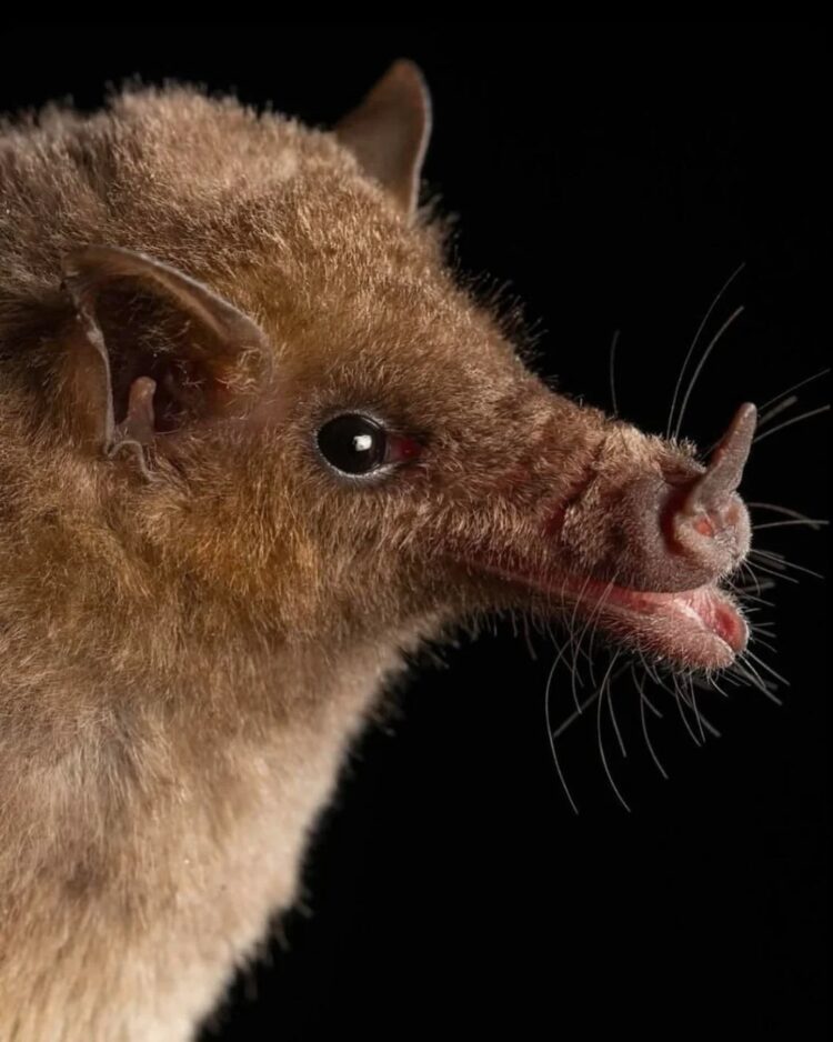 Необычные виды летучих мышей: как выглядят животные, которых мы почти не видим. Золотистый листонос. Источник изображения: reddit.com. Фото.