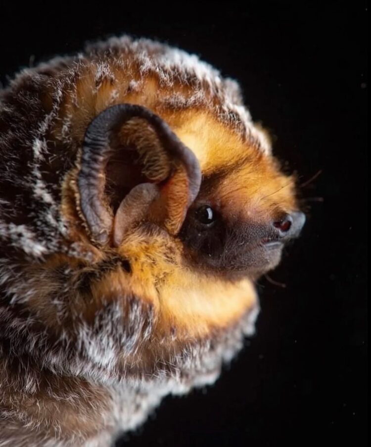 Необычные виды летучих мышей: как выглядят животные, которых мы почти не видим. Серый волосатохвост. Источник изображения: reddit.com. Фото.