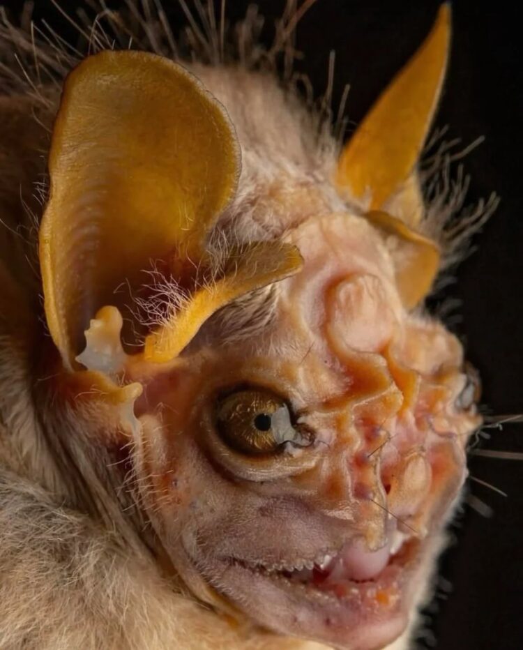 Необычные виды летучих мышей: как выглядят животные, которых мы почти не видим. Подбородколист Петерса. Источник изображения: reddit.com. Фото.