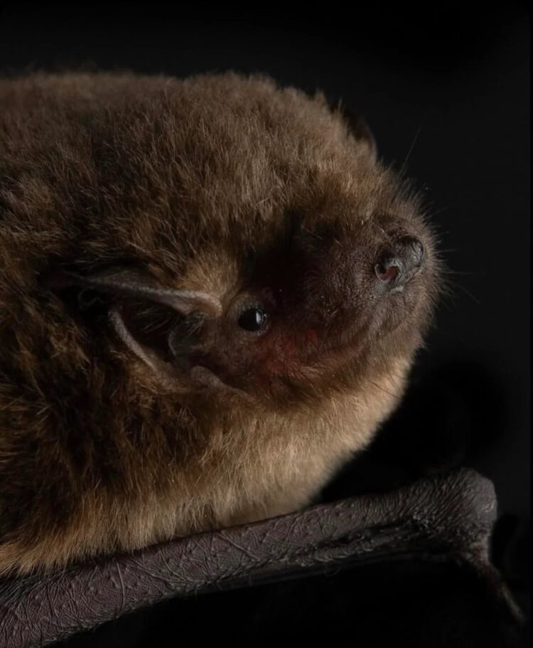 Необычные виды летучих мышей: как выглядят животные, которых мы почти не видим. Малая бурая ночница. Источник изображения: reddit.com. Фото.