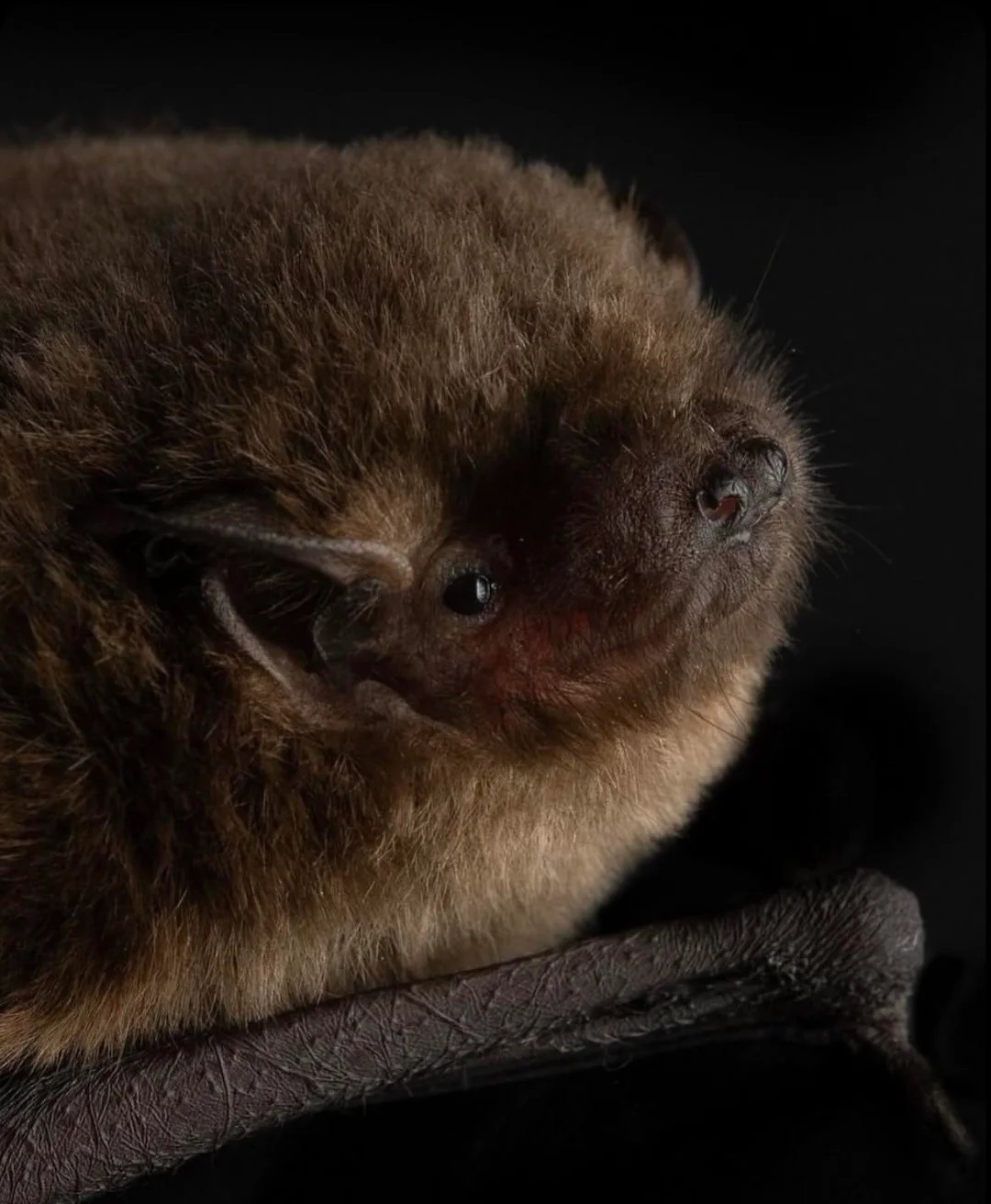 Необычные виды летучих мышей: как выглядят животные, которых мы почти не видим. Малая бурая ночница. Источник изображения: reddit.com. Фото.