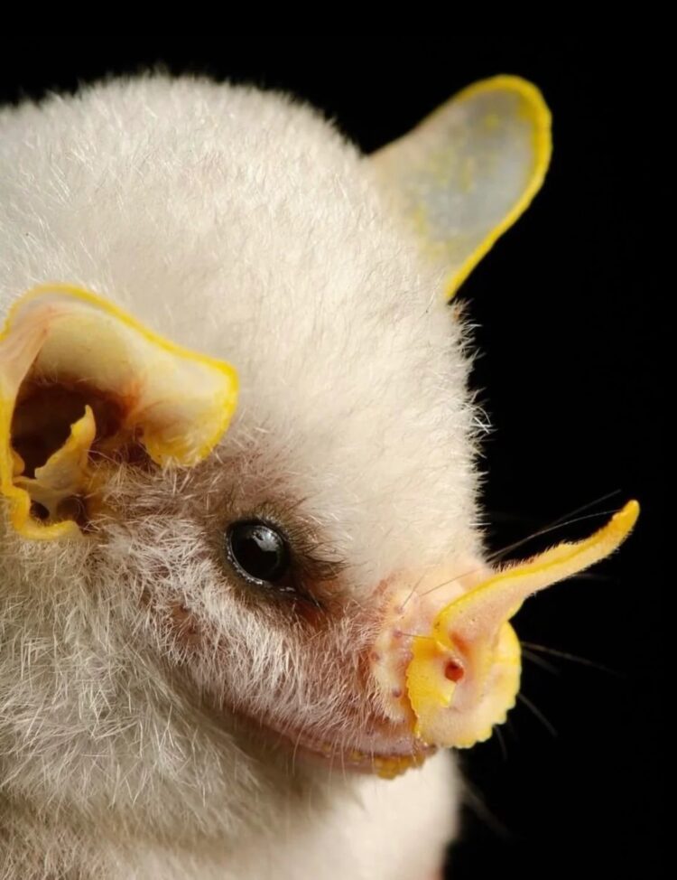 Необычные виды летучих мышей: как выглядят животные, которых мы почти не видим. Белый листонос. Источник изображения: reddit.com. Фото.