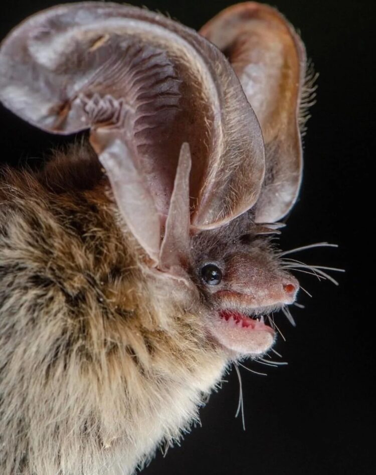 Необычные виды летучих мышей: как выглядят животные, которых мы почти не видим. Бурый ушан. Источник изображения: reddit.com. Фото.