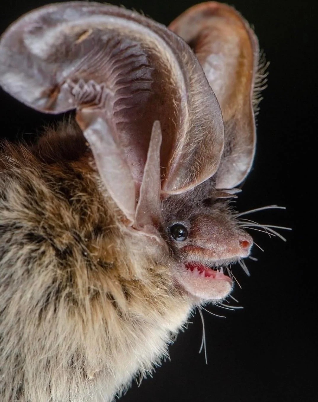 Необычные виды летучих мышей: как выглядят животные, которых мы почти не видим. Бурый ушан. Источник изображения: reddit.com. Фото.