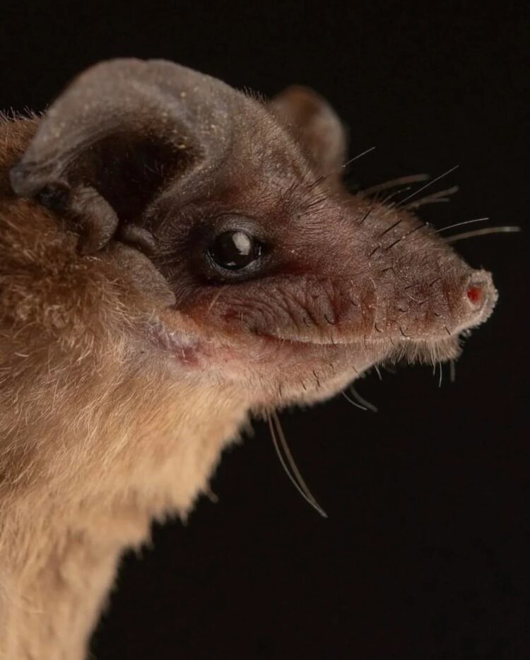 Необычные виды летучих мышей: как выглядят животные, которых мы почти не видим. Хоботковый мешкокрыл. Источник изображения: reddit.com. Фото.