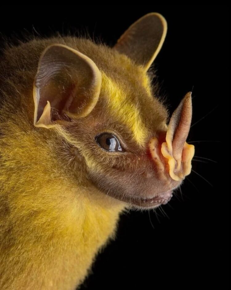 Необычные виды летучих мышей: как выглядят животные, которых мы почти не видим. Полосатый копьенос. Источник изображения: reddit.com. Фото.