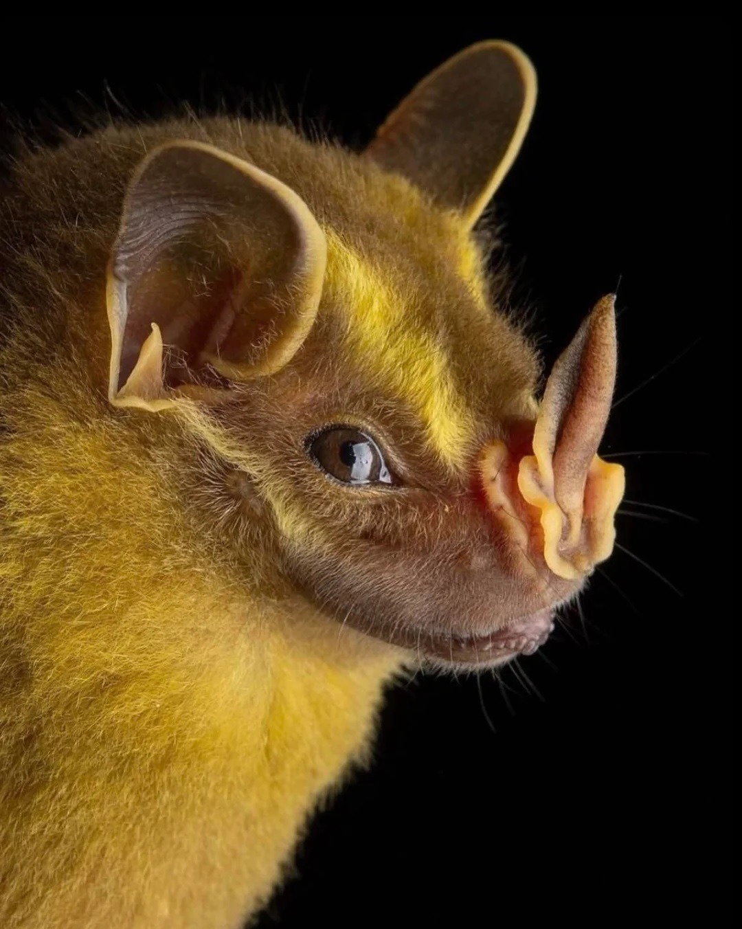 Необычные виды летучих мышей: как выглядят животные, которых мы почти не видим. Полосатый копьенос. Источник изображения: reddit.com. Фото.