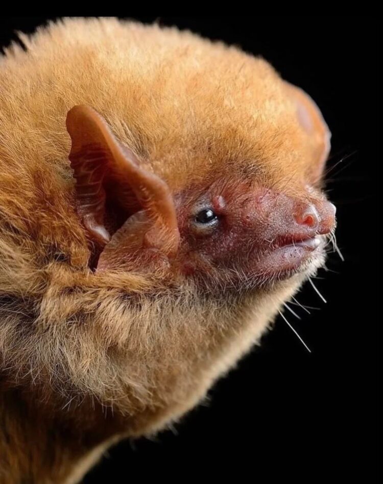 Необычные виды летучих мышей: как выглядят животные, которых мы почти не видим. Нимбийская ночница. Источник изображения: reddit.com. Фото.